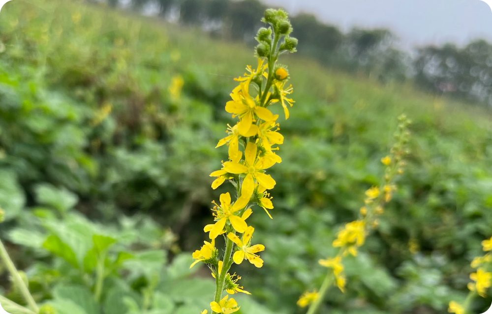 キンミズヒキエキス末