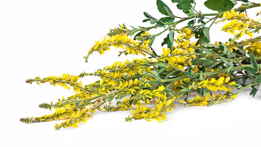 メリロートエキス末